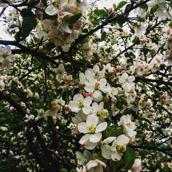 Яблоня цветкт, в саду, какая прелесть #сад #яблоня #огород #красиво #цветы #цветт #оболдеть